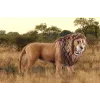 Schleich WILD LIFE brüllender Löwe mehrfarbig Kunststoff ab 3 Jahren