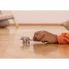 Schleich WILD LIFE Erdferkel Grau 14863S Spielzeug, empfohlen ab 3 Jahren