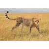 Figur Schleich WILD LIFE Gepard Weibchen 14746