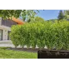 Tropfbewässerungssystem Gardena 13500-20