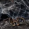 schleich Harry Potter Aragog, 6 Jahr(e), Magische Kreaturen, Schwarz, Braun, Weiß, Kunststoff
