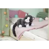 BABY born My Cat Cookie mit Box, Puppenhaustier, 3 Jahr(e), Batterien erforderlich