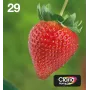 Epson Strawberry Multipack 4-Farben 29 EasyMail, Standard-Reichweite, Schwarz, Cyan, Magenta, Gelb, 5,3 ml, 3,2 ml, 1 Stück, Mehrfachpackung