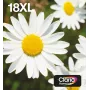 Epson Daisy Multipack 4-Farben 18XL EasyMail, Hohe (XL) Reichweite, Schwarz, Cyan, Magenta, Gelb, 11,5 ml, 6,6 ml, 1 Stk., Multipack