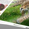 Epson Iron-on-Transferpapier - A4 - 10 Blatt