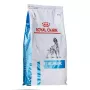 Trockenfutter für Hunde Royal Canin Anallergenic 8 kg — adulte hypoallergene Geflügelrezeptur, glutenfrei, laktosefrei