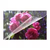 Laminierfolien Olympia 9165