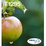 Epson Apple Multipack 4-Farben T129 EasyMail, Schwarz, Cyan, Magenta, Gelb, 11,2 ml, 7 ml, 1 Stück, Mehrfachpackung