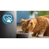 Automatischer Futterautomat Philips 5000er Serie PAW5320/02 mit Kamera, 4,5 l Futter- und Wasserkapazität, Kunststoffgehäuse, für den Innenbereich