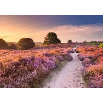 Puzzle Ravensburger Pink Pathway Niederlande, 1000 Teile, 700×? mm, 2 mm dick