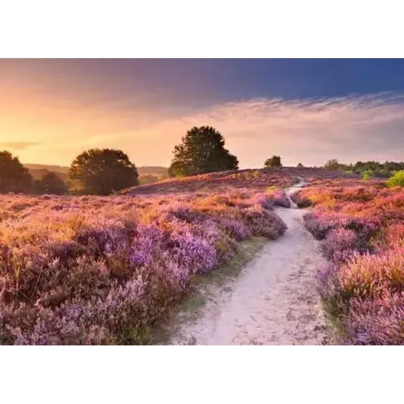 Puzzle Ravensburger Pink Pathway Niederlande, 1000 Teile, 700×? mm, 2 mm dick