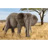 schleich WILD LIFE Afrikanischer Elefant, weiblich, 3 Jahr(e), Safari, Wildtiere / Abenteuerspielzeug, Mehrfarbig, Kunststoff, 1 Stk.
