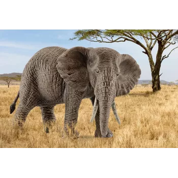 schleich WILD LIFE Afrikanischer Elefant, weiblich, 3 Jahr(e), Safari, Wildtiere / Abenteuerspielzeug, Mehrfarbig, Kunststoff, 1 Stk.