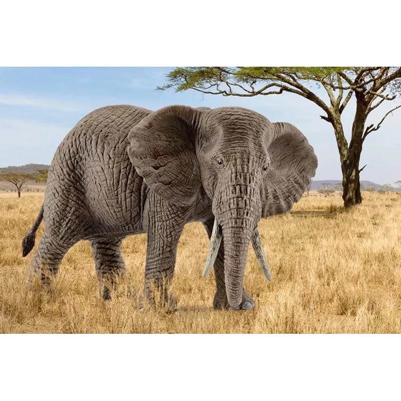 schleich WILD LIFE Afrikanischer Elefant, weiblich, 3 Jahr(e), Safari, Wildtiere / Abenteuerspielzeug, Mehrfarbig, Kunststoff, 1 Stk.