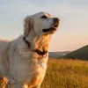 Hama 00185825 GPS-Tracker/Finder Artikel Weiß