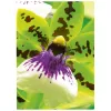 Inkjetpapier Avery Premium A4 250g Weiß Satin-matt