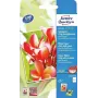 Fotopapier Avery C2550-50