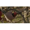 Bypass-Gartenschere Bahco PXR-M2 Schwarz Rot Edelstahl