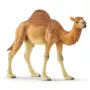 schleich WILD LIFE Dromedar. Empfohlenes Alter (mind.): 3 Jahr(e), Produktfarbe: Mehrfarbig, Material: Kunststoff. Anzahl enthaltener Produkte: 1 Stück