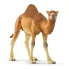 schleich WILD LIFE Dromedar. Empfohlenes Alter (mind.): 3 Jahr(e), Produktfarbe: Mehrfarbig, Material: Kunststoff. Anzahl enthaltener Produkte: 1 Stück