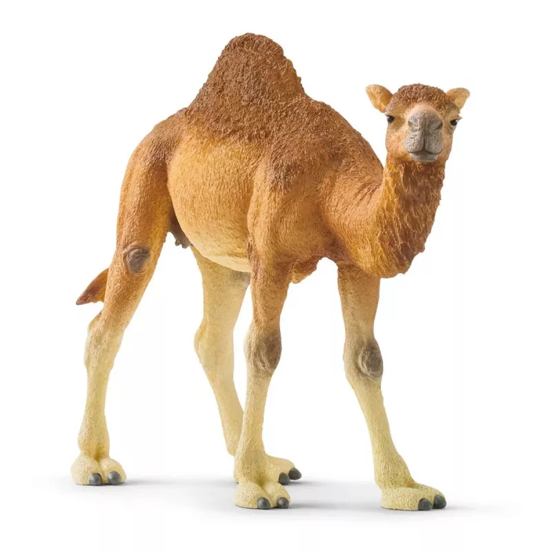 schleich WILD LIFE Dromedar. Empfohlenes Alter (mind.): 3 Jahr(e), Produktfarbe: Mehrfarbig, Material: Kunststoff. Anzahl enthaltener Produkte: 1 Stück