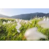 Canon Wide-Angle RF 24 mm F1.8 Macro IS STM Kameraobjektive, Schwarz