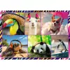Puzzle TREFL Funny — 4 x 250 Teile, Themen-Set für Kinder