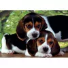 Clementoni High Quality Collection Close Together Puzzle 500 Stk. Tiere