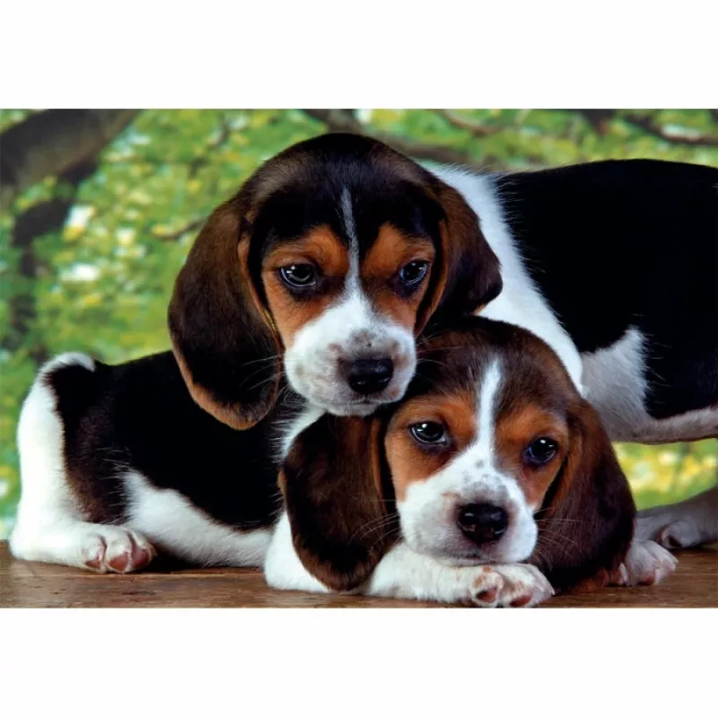 Clementoni High Quality Collection Close Together Puzzle 500 Stk. Tiere