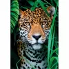 Clementoni High Quality Collection Jaguar im Dschungel Puzzle 500 Teile Tiere
