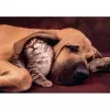 Clementoni High Quality Collection 35583 Puzzle Puzzle 500…