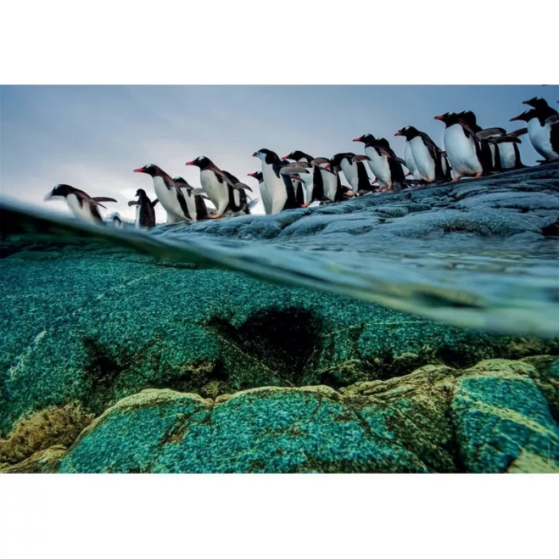 Clementoni Pinguine Puzzle 1000 Stck. Tiere