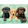 Clementoni High Quality Collection 39946 Puzzle Puzzle 1000 Stk. Tiere