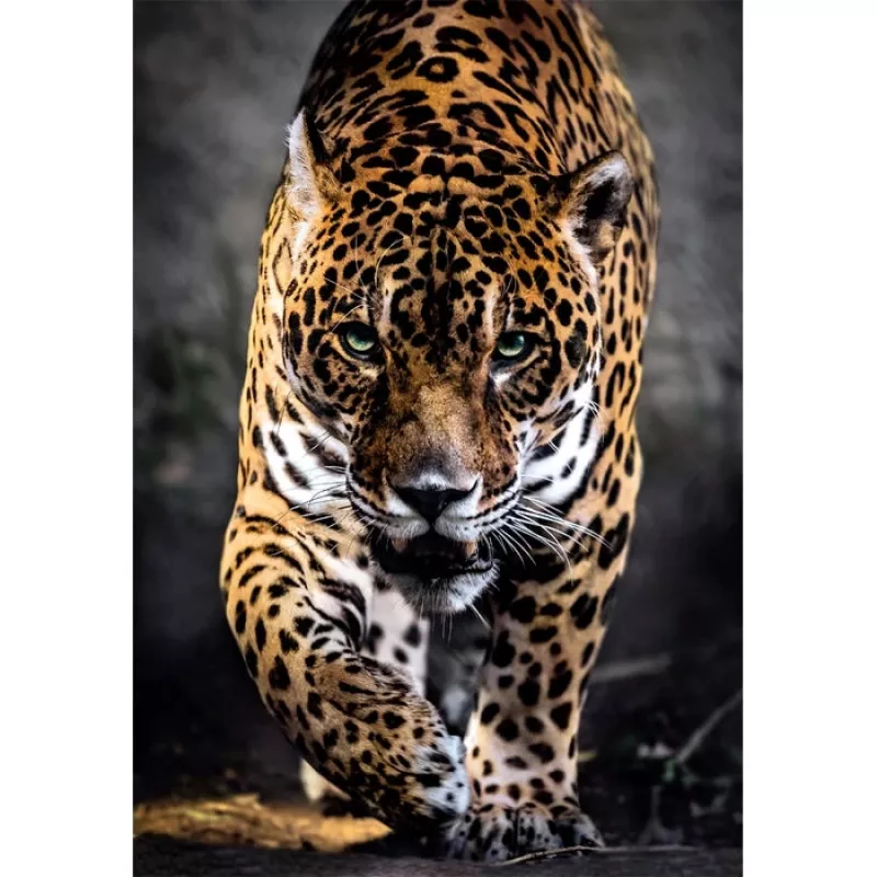 Clementoni High Quality Collection 39947 Puzzle 1000 Teile Tiere