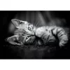 Clementoni High Quality Collection 39950 Puzzle Jigsaw-Puzzle 1000 St. Tiere