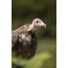 Canon RF 200-800 mm F6.3-9 IS USM Teleobjektiv, Schwarz/Weiß