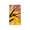 Sharp MultiSync M652 65 Zoll 4K UHD Professional Display 550 cd/m² 24/7