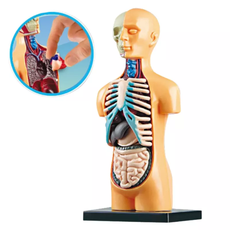 LEAN TOYS Pädagogisches Anatomiemodell Menschliche Körperorgane 32-teilig 4D Vision Serie