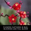 LEGO Icons Pflaumenblüten-Dekorationsset 10369, Mehrfarbig