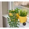 Shelly H&T, Feuchtigkeits- und Temperatursensor kabellos, kompakt, WiFi, Hygrometer, Heimautomation, iOS Android App – Schwarz