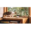 PETLIBRO Scout Smart AI Haustierkamera 1080p Full HD mit Zwei-Wege-Audio, Nachtsicht, Bewegungs- & Geräuscherkennung, 130° Weitwinkel, Wi-Fi, MicroSD/Cloud-Speicher, Weiß