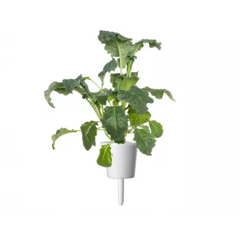 Click & Grow Smart Garden Nachfüllpackung, 3 Pflanzentöpfe (SGR86X3)