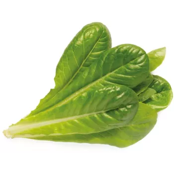 Click & Grow SGR50X3 Salat Pflanzenkapseln Nachfüllpackung (3er-Pack)