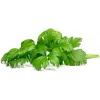 Click & Grow Schnittsellerie Pflanzenkapseln für Smart Garden, 3er-Pack (SGR97X3)