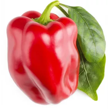 Click & Grow SGR63X3 Smart Garden 3 Pflanzenkapseln Nachfüllpackung (3 Kapseln, biologisch abbaubar, vorbepflanzt, Smart Soil)