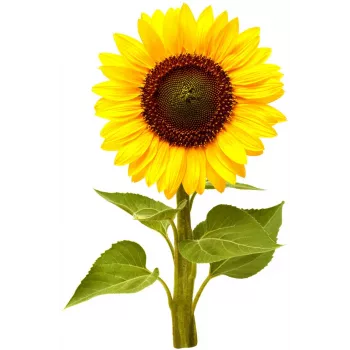 Click & Grow Mini-Sonnenblume Pflanzenkapseln für Smart Garden, 3er-Pack (SGR65X3)