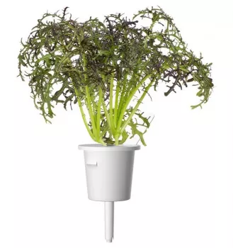Click & Grow Smart Garden Nachfüllpackung Red Frill Mustard, 3 Pflanzkapseln (SGR77X3)