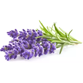 Click & Grow Smart Garden Nachfüllpackung Lavendel, 3 Pflanzkapseln (SGR30X3)