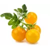 Click and Grow Smart Garden Refill 3er-Pack Mini-Tomaten-Pflanzenkapseln
