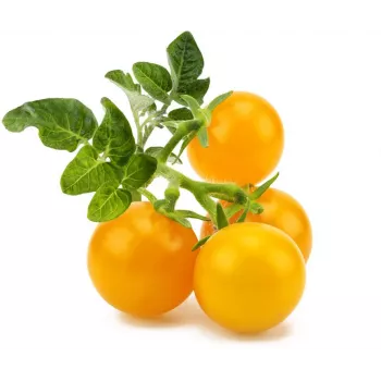 Click and Grow Smart Garden Refill 3er-Pack Mini-Tomaten-Pflanzenkapseln